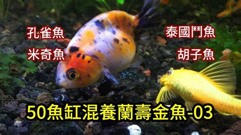 可以跟金魚混養的魚|【金魚 混養】金魚混養超實用攻略：種類盤點、適合混養品種推。